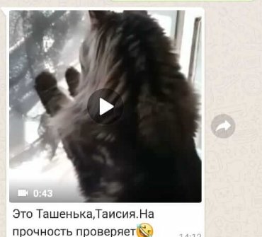 Рамочная москитная сетка «Антикошка/Антиклюв» - фото - 2