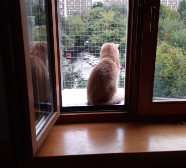Выгул для кошки - фото - 2