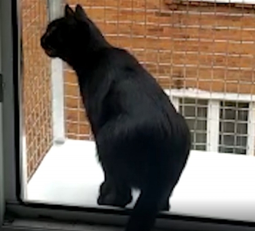 Установка выгула для кошки в Пушкино - фото - 1